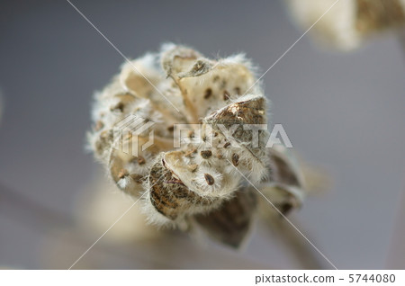 Withering Furong also has a sense of taste. 5744080