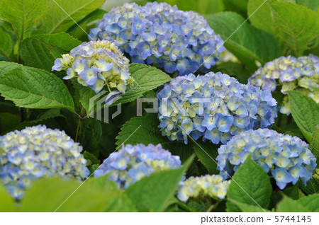 繡球海藍色 5744145
