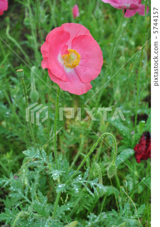 Chirley Poppy Chirley Poppy 5744157