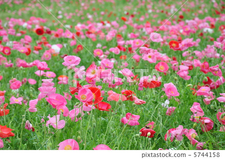 Chirley Poppy Chirley Poppy 5744158