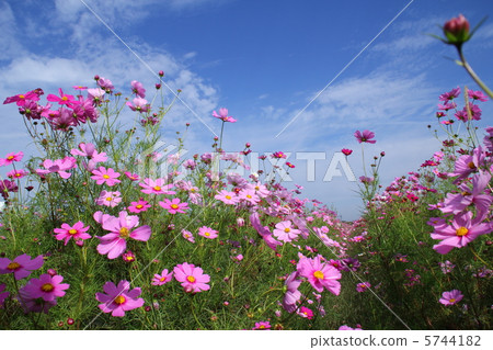 Cosmos Cosmos 5744182