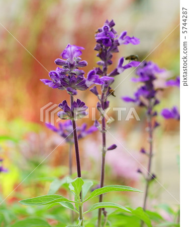 Blue Salvia Flower language: forever yours Blue Salvia 5744287