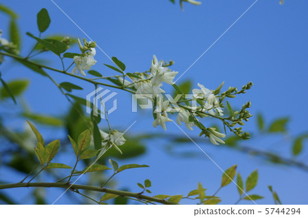 It is Shiragi Autumn's Nanashi. It is Shiragi Autumn's Nanashi. 5744294