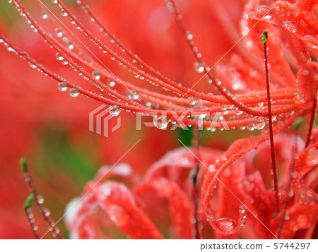Cluster amaryllis Cluster amaryllis 5744297