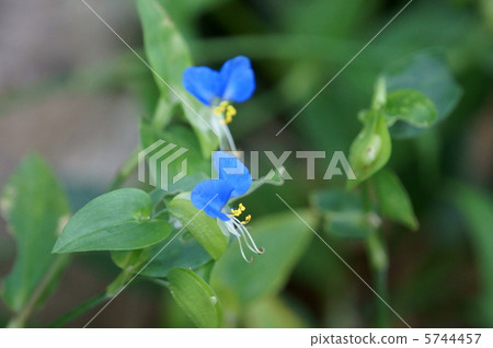 花草早上一朵花它在中午收縮。 花草早上一朵花它在中午收縮。 5744457