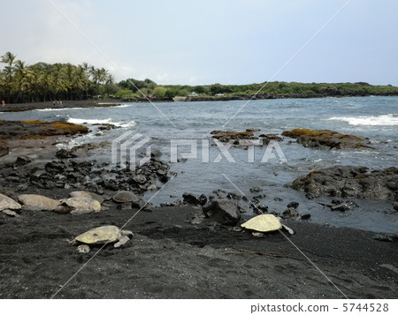 Sea turtle on the Black sand coast of Hawaii Island Sea turtle on the Black sand coast of Hawaii Island 5744528