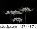 Higiflower靜靜地開花 5744571