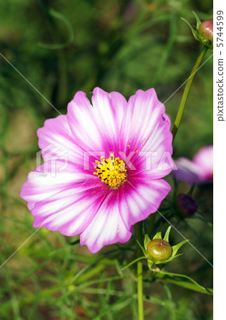 Cosmos Cosmos 5744599