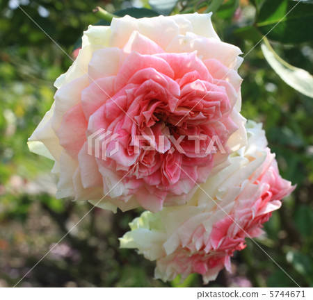 rose rose 5744671