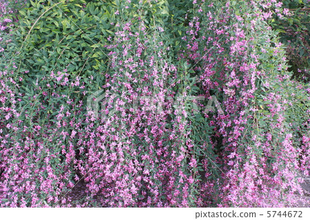 Bush clover Bush clover 5744672