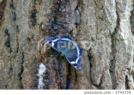 Ruri standing wings Ruritateja 5744739