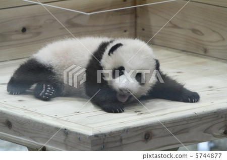 熊貓的小孩Yuhama（Yuhin） 5744877