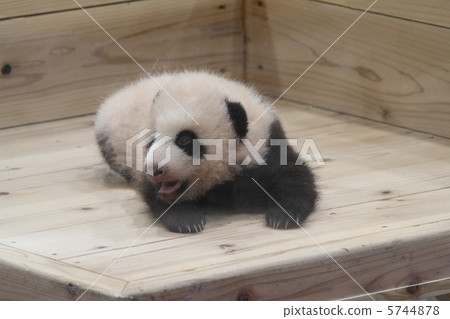 熊貓的小孩Yuhama（Yuhin） 5744878