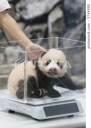 Panda's baby Yuhama (Yuhin) Panda's baby Yuhama (Yuhin) 5744880