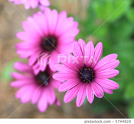 Dimor Joseka Dimor Joseka 5744928