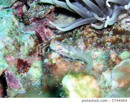 石垣青蛙 5744969