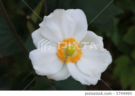 打破碗花花 5744993