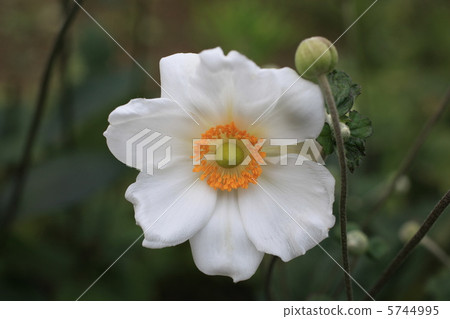 打破碗花花 5744995