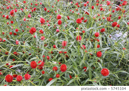 Kibana sennichiko Kibana sennichiko 5745104