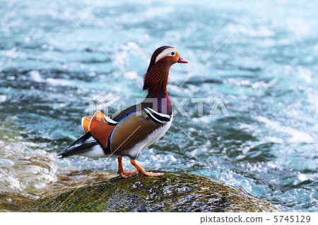 秋葉的Oishidori 5745129