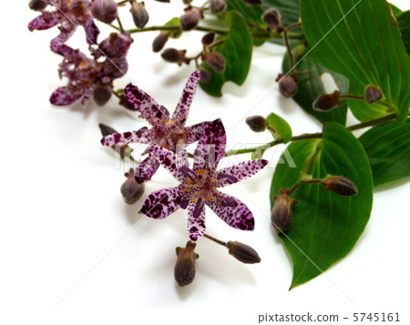 Hototogisu花 Hototogisu花 5745161