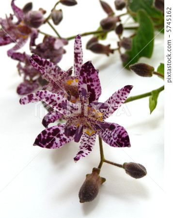 Hototogisu花 5745162