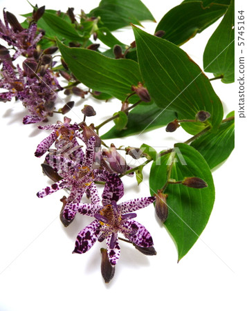 Hototogisu花 Hototogisu花 5745164