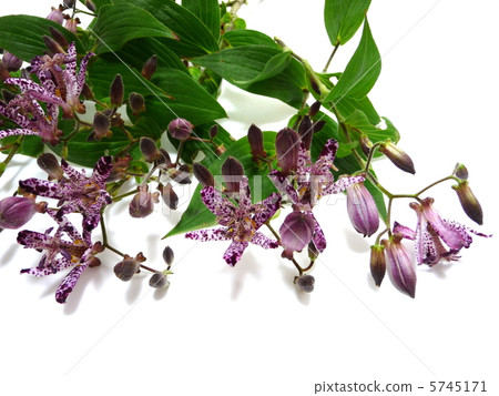 Hototogisu flower Hototogisu flower 5745171