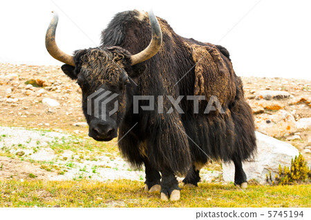 Close up wild yak in Himalaya mountains 5745194