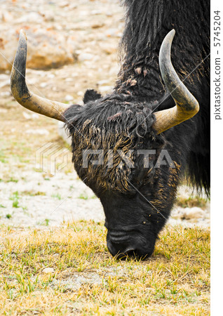 Wild yak in Himalaya mountains 5745204