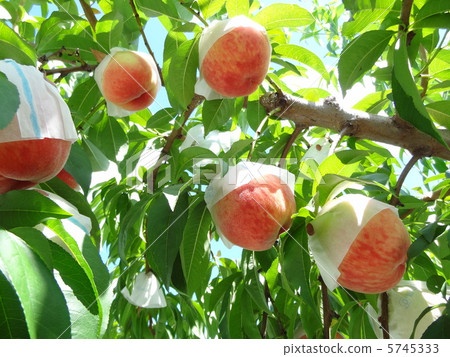Peaches Peaches 5745333