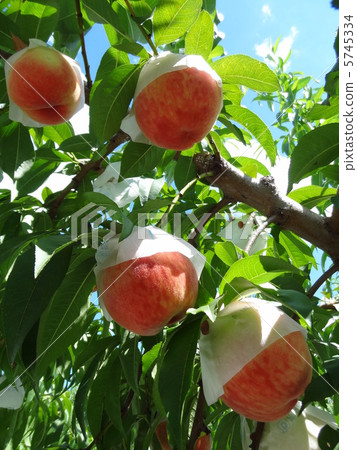 peach peach 5745334