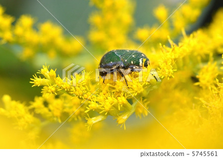 Seiitokawadassi Saw和Hanamuguri 5745561