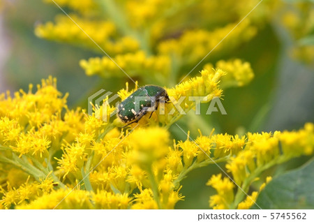 Seiitokawadassi Saw和Hanamuguri 5745562