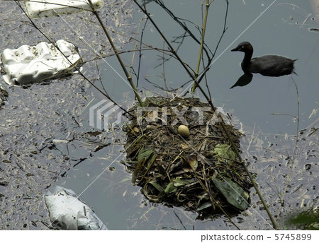 非標題 -  001 5745899