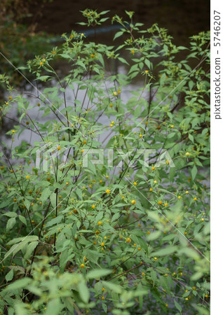 My name is Sendanza, America. It will become an insect insect. My name is Sendanza, America. It will become an insect insect. 5746207