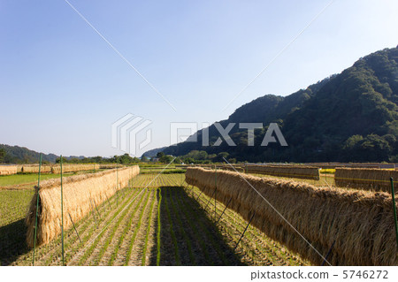 稻田 稻田 5746272