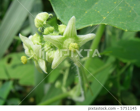 Alechiuli雄花 Alechiuli雄花 5751145