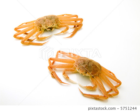 Snow crab Snow crab 5751244