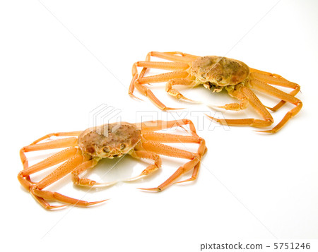 Snow crab Snow crab 5751246