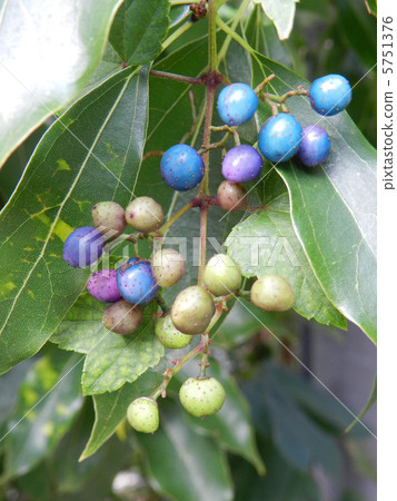 Nobudo的果實（野生葡萄） 5751376