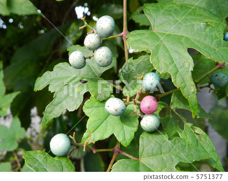 Nobudo的果實（野生葡萄） 5751377