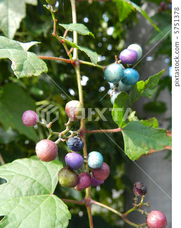 Nobudo的果實（野生葡萄） 5751378
