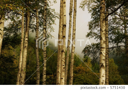 White birch forest in the plateau White birch forest in the plateau 5751430