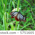 Asagi mandala butterfly 5751605