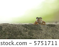 Tree frog 5751711