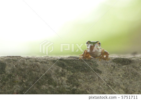 Tree frog Tree frog 5751711