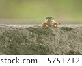 Tree frog 5751712