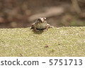 Red frog 5751713