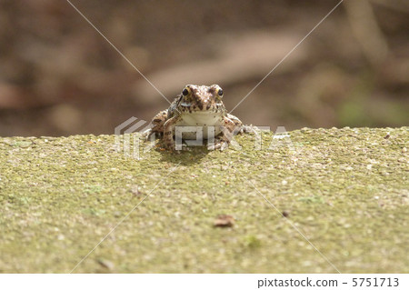 Red frog Red frog 5751713